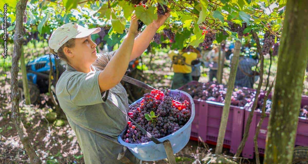 Cooperativas Vinícolas preveem regularização dos estoques com a Safra 2021