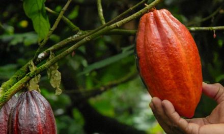 Ferrero anuncia sua meta atingida de 100% de uso de cacau sustentável