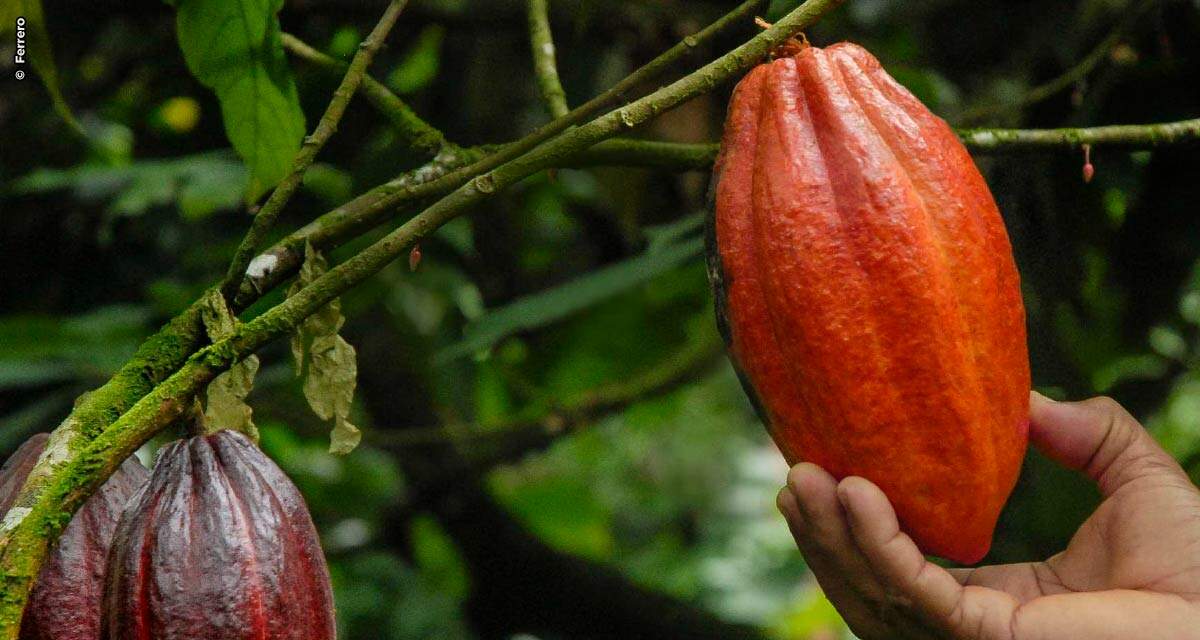 Ferrero anuncia sua meta atingida de 100% de uso de cacau sustentável