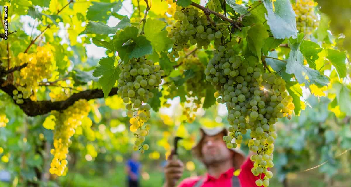 Com safra acima da projetada, Cooperativa Vinícola Garibaldi regulariza estoques