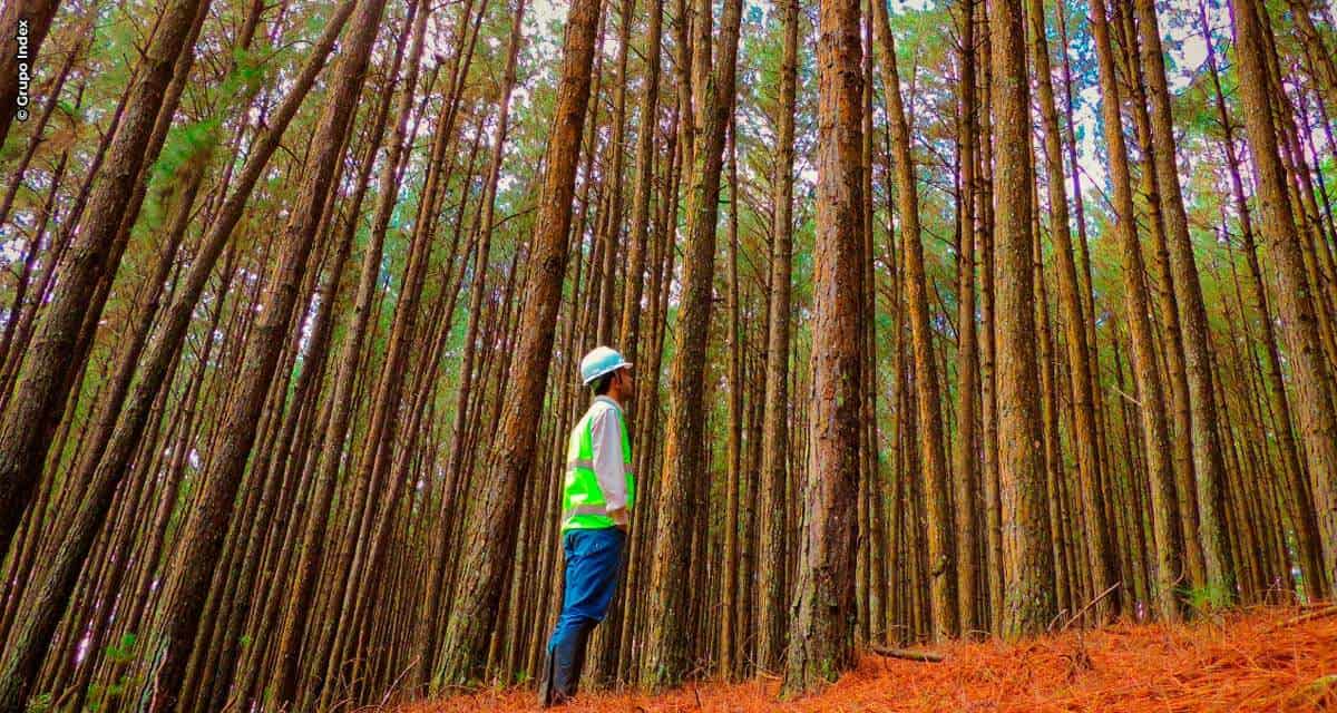 Setor florestal segue gerando emprego