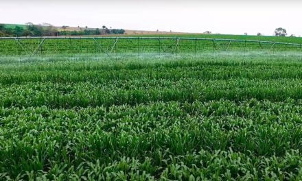 Dia Mundial da Agricultura: IHARA alia tecnologia e inovação para aumento da produtividade no campo