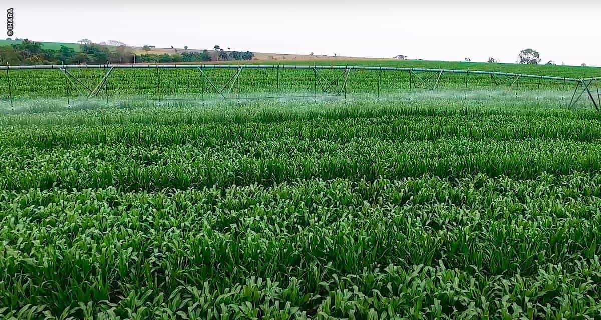 Dia Mundial da Agricultura: IHARA alia tecnologia e inovação para aumento da produtividade no campo