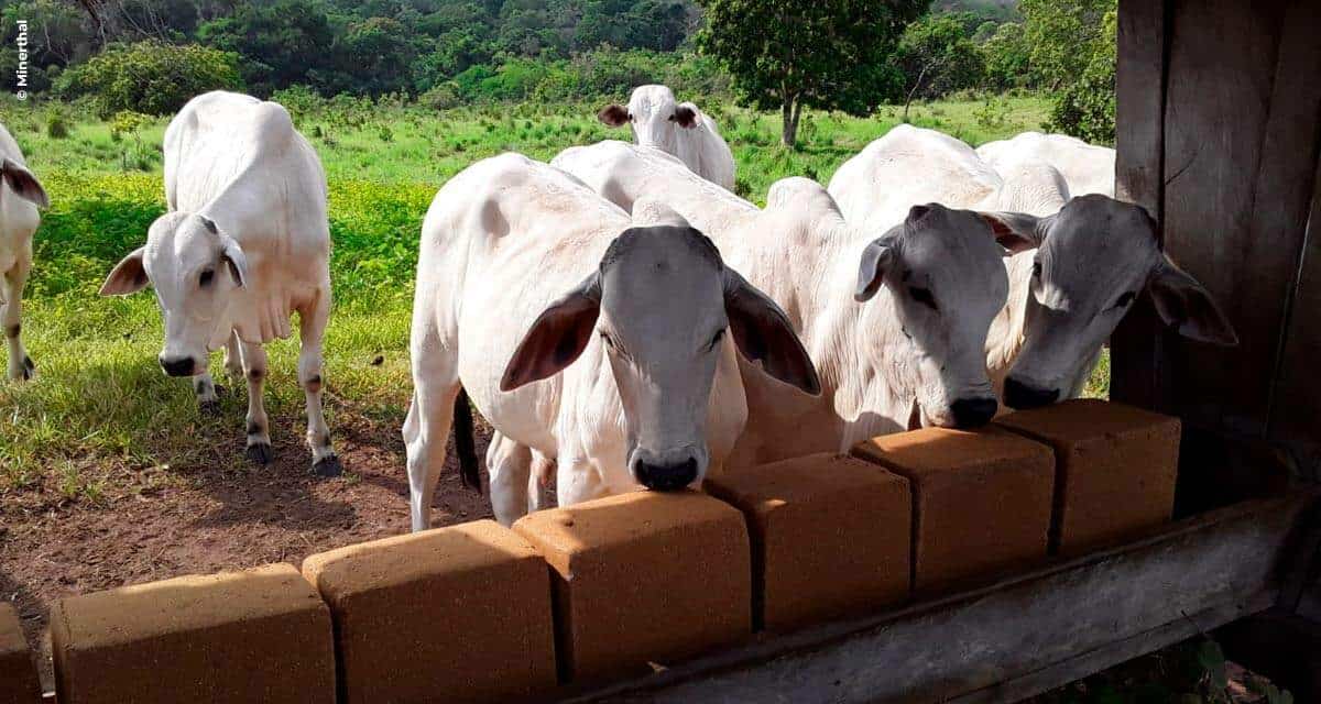 Suplementação em bloco é alternativa para quem quer evitar desperdício no curral