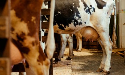 Embrapa e Boehringer Ingelheim irão desenvolver protocolos de biosseguridade para fazendas leiteiras