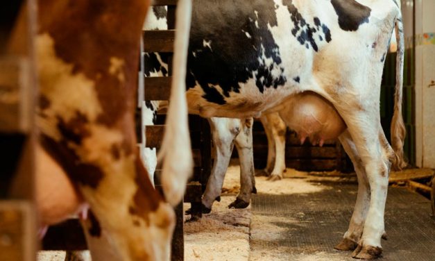 Embrapa e Boehringer Ingelheim irão desenvolver protocolos de biosseguridade para fazendas leiteiras