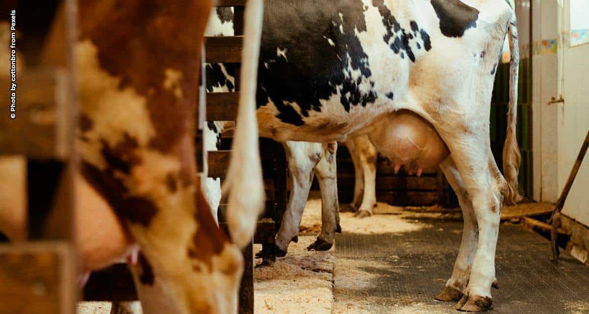 Embrapa e Boehringer Ingelheim irão desenvolver protocolos de biosseguridade para fazendas leiteiras