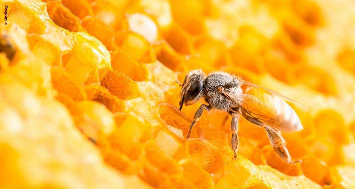 Sindiveg incorpora ações e estrutura do Movimento Colmeia Viva, que integra produção de alimentos e proteção das abelhas