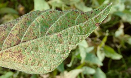 Syngenta lança dois novos fungicidas no mercado brasileiro que prometem revolucionar o controle das doenças da soja