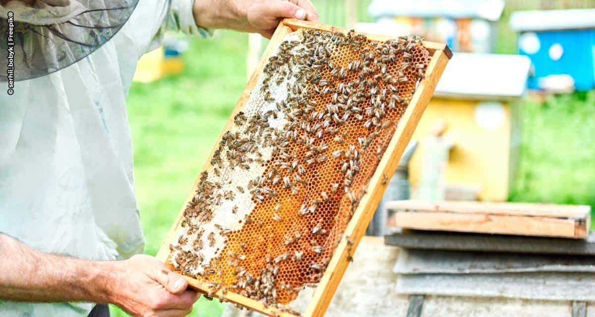 Criadores de abelhas não gostam muito de falar sobre o cadastro na Defesa Agropecuária. Por que precisamos tratar disso?