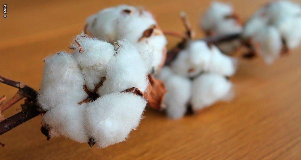 Brasil tem o melhor trimestre da história para as exportações de algodão, aponta ANEA