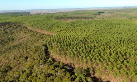 Bracell aposta no manejo florestal sustentável para a conservação do solo