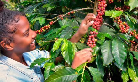 Empreendedores rurais são responsáveis por 25% do agronegócio brasileiro