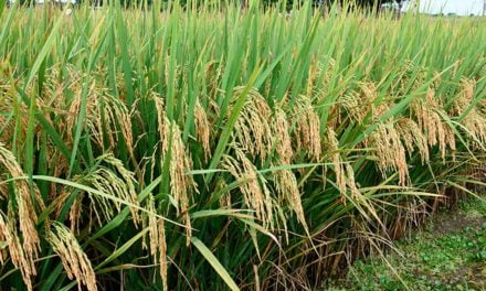 Ciência leva o Tocantins ao terceiro lugar na produção nacional de arroz