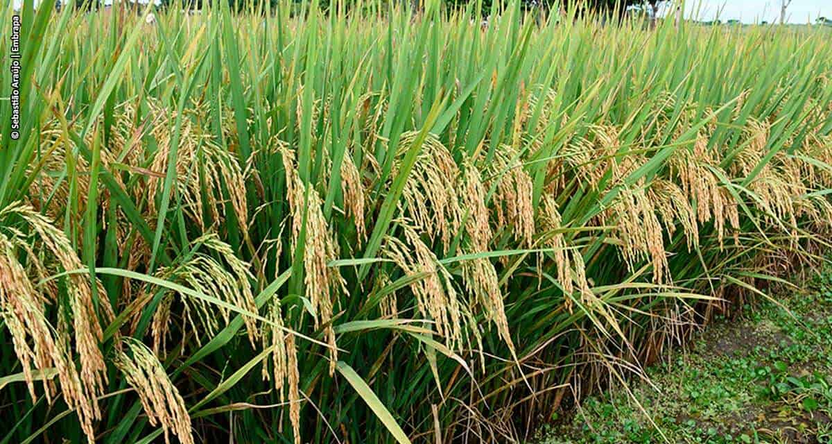 Ciência leva o Tocantins ao terceiro lugar na produção nacional de arroz