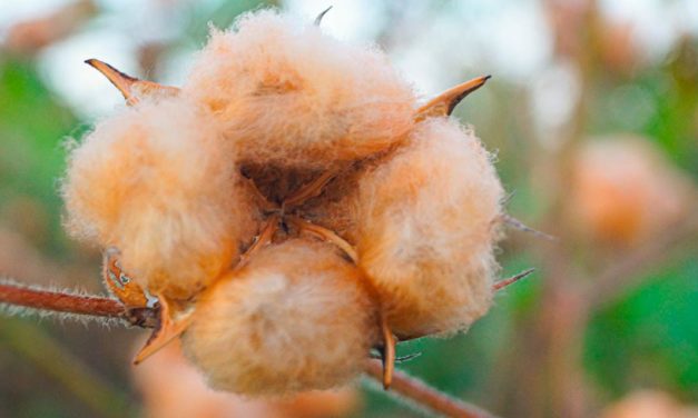 Panos de algodão orgânico movimentam a economia no sertão da Paraíba