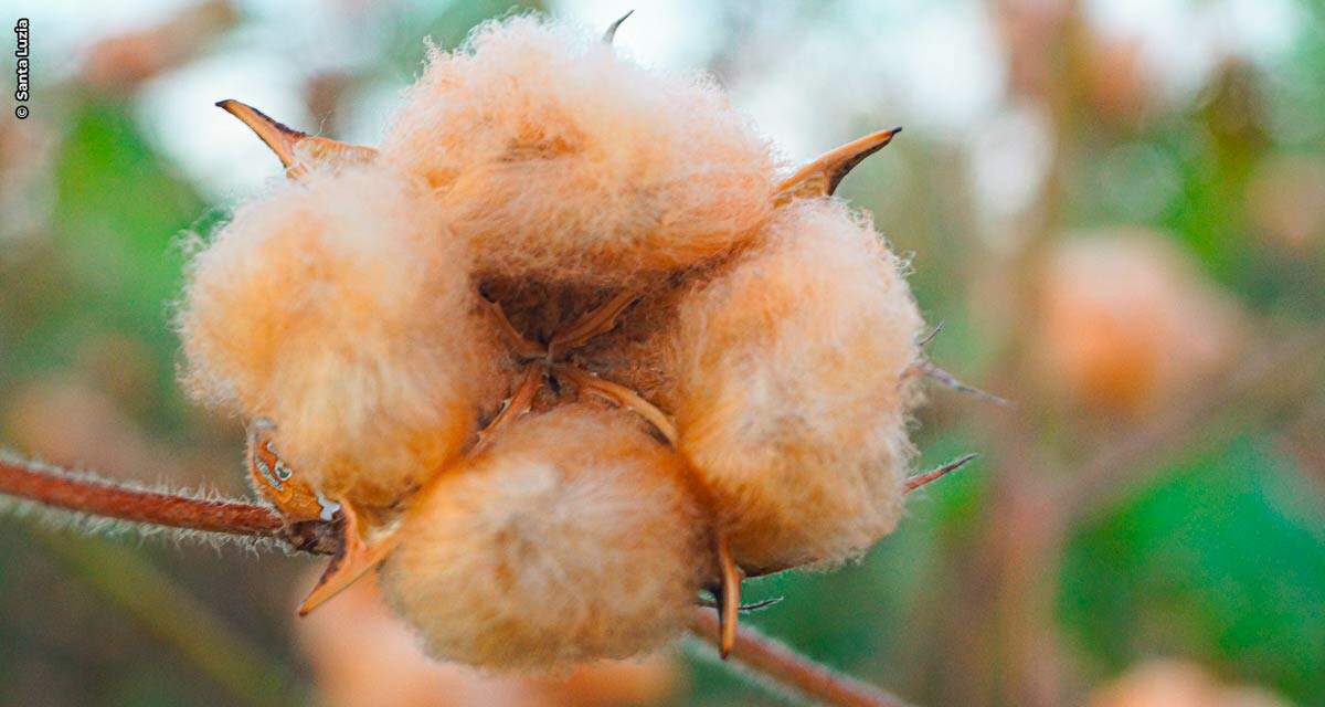 Panos de algodão orgânico movimentam a economia no sertão da Paraíba