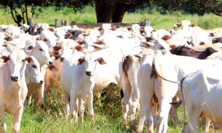 Doenças infecciosas comprometem desempenho dos bovinos e aumentam custos de produção