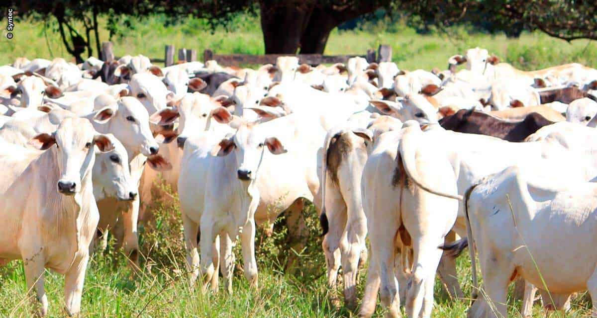 Doenças infecciosas comprometem desempenho dos bovinos e aumentam custos de produção