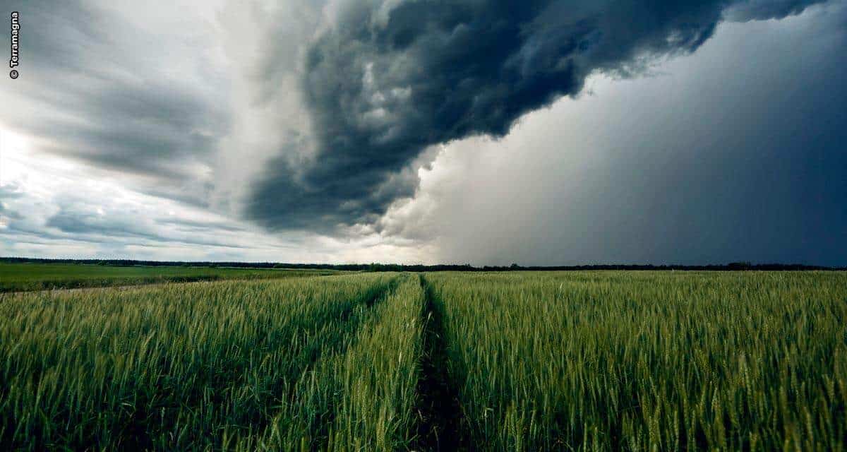 A importância de reduzir riscos no agronegócio