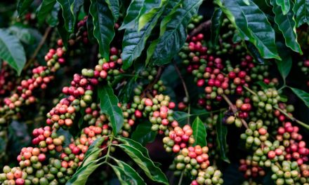 Café brasileiro: exemplo para o agronegócio global