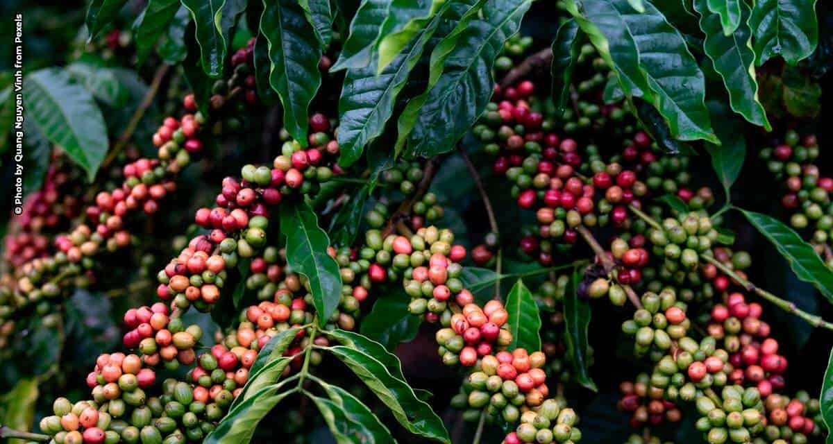 Café brasileiro: exemplo para o agronegócio global