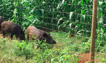 Animais silvestres podem provocar quebra de até 10% nas lavouras. Cercas prontas minimizam prejuízos dos produtores rurais