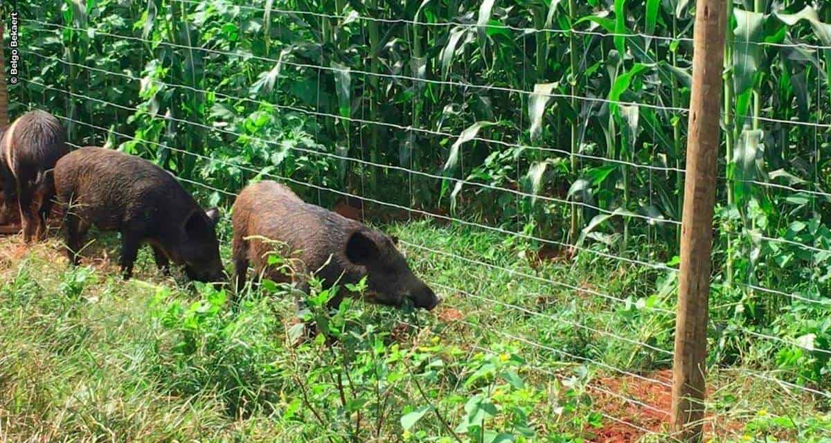 Animais silvestres podem provocar quebra de até 10% nas lavouras. Cercas prontas minimizam prejuízos dos produtores rurais