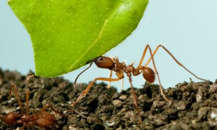 Tecnologia auxilia no controle de formigas cortadeiras