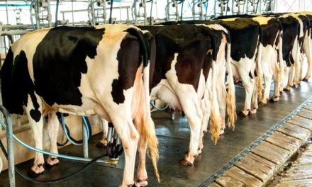 Biogénesis Bagó fortalece atuação na pecuária leiteira com projeto “Balde de Soluções Leite”