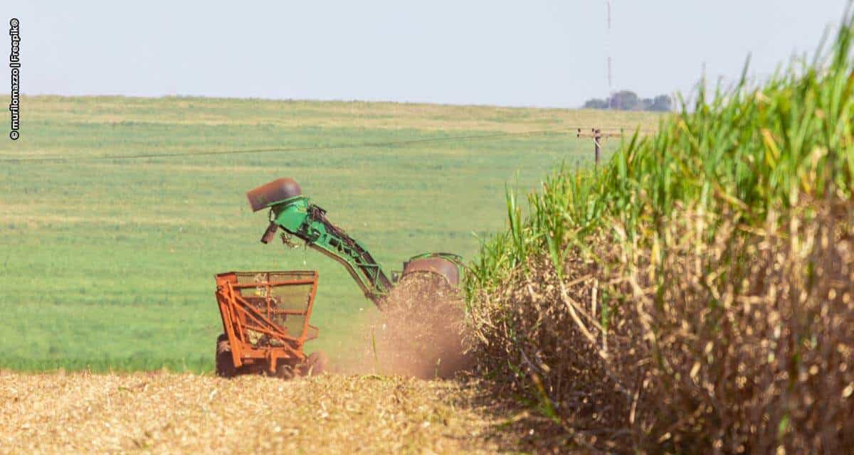 Agronegócio: exportações do Complexo Sucroalcooleiro crescem 37,4% entre janeiro e abril de 2021 e aumentam superávit