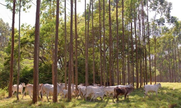 Klabin e Embrapa desenvolvem pesquisa que une produção de celulose e “carne baixo carbono”