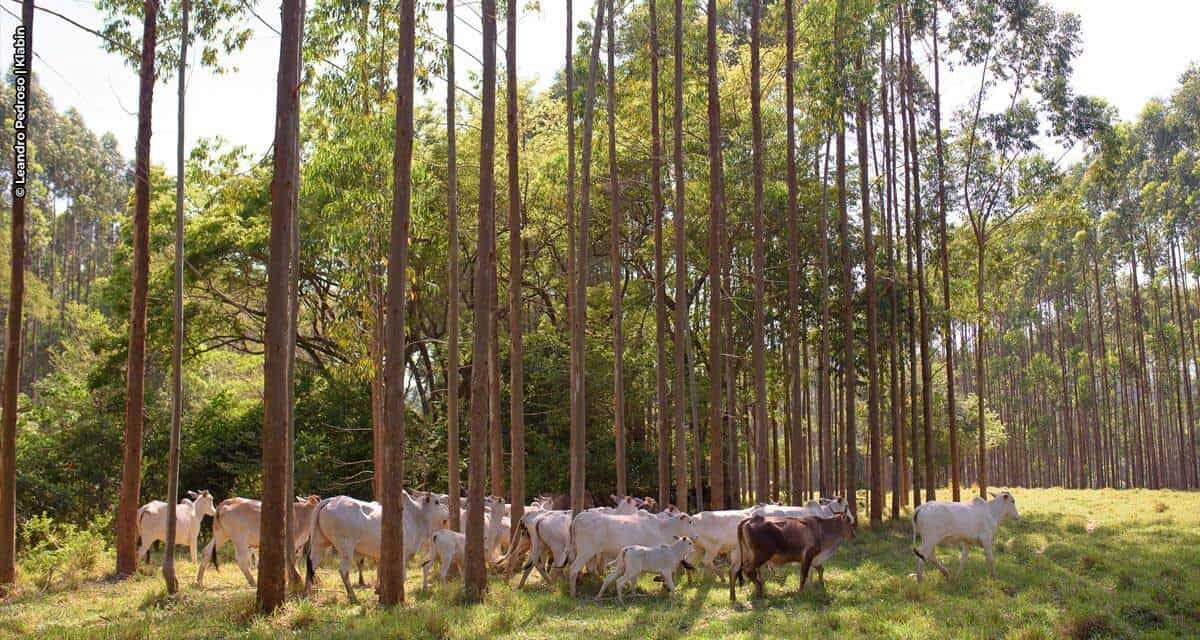 Klabin e Embrapa desenvolvem pesquisa que une produção de celulose e “carne baixo carbono”