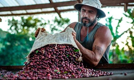 Maior produtor de café do mundo: Brasil possui 12 indicações geográficas do grão