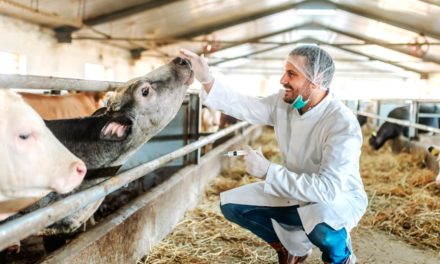 Produtor rural deve estar atento ao calendário de vacinação contra a brucelose