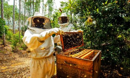 Veracel destaca resultados dos projetos de apicultura realizados com produtores da região Sul da Bahia