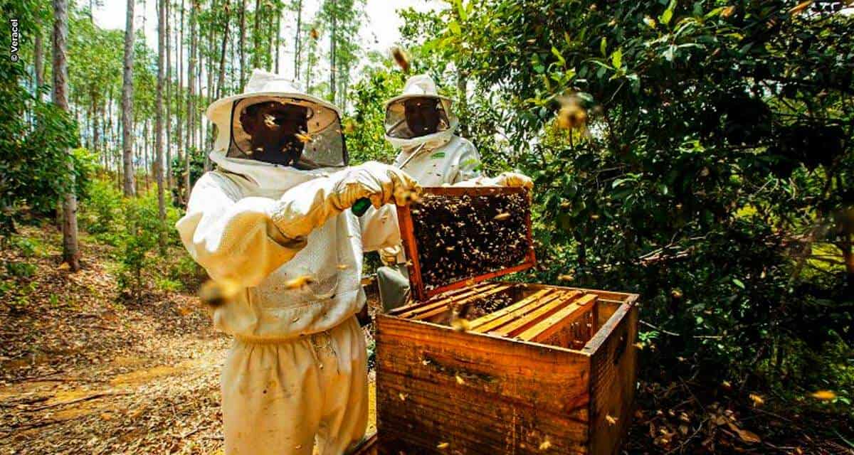 Veracel destaca resultados dos projetos de apicultura realizados com produtores da região Sul da Bahia