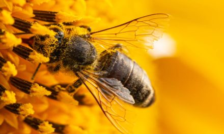 O método brasileiro que previne a extinção de abelhas