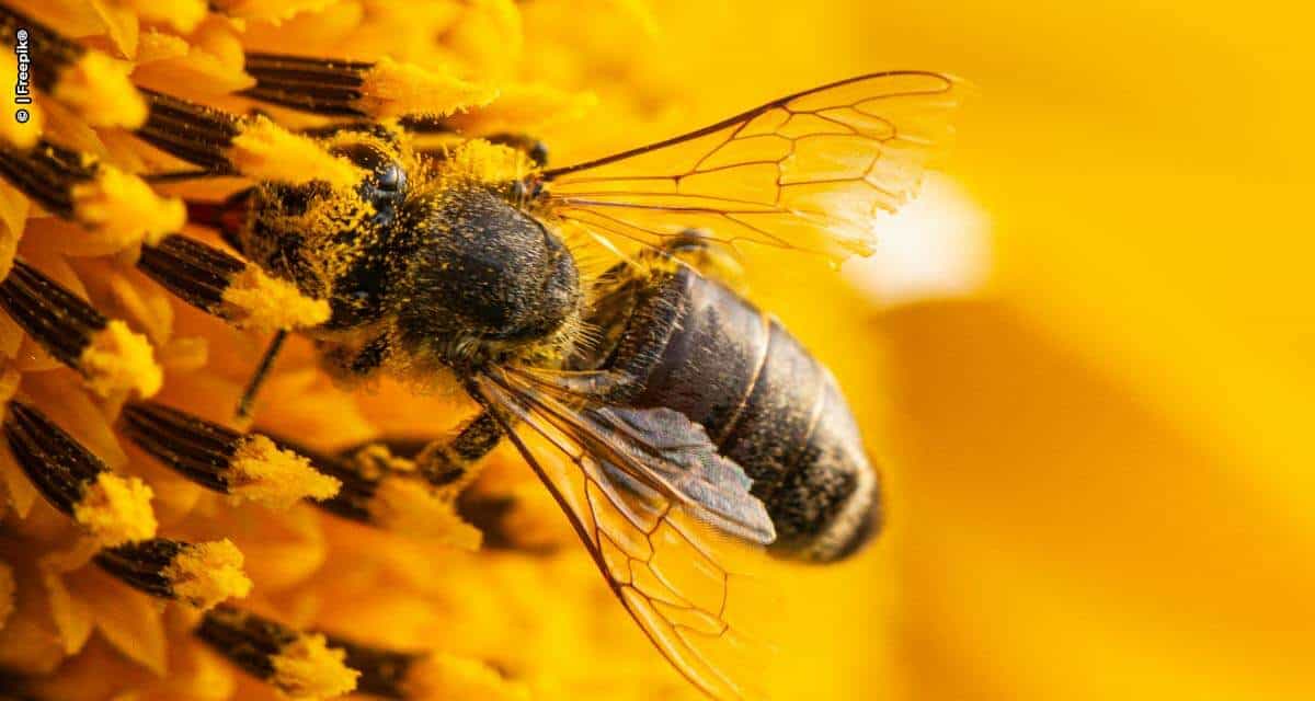 O método brasileiro que previne a extinção de abelhas