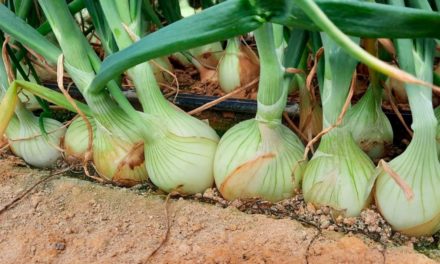 Cebolas Superseed oferecem alta produtividade para o agricultor