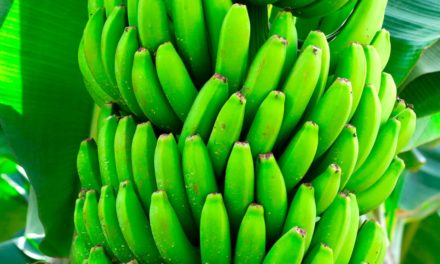 Benefícios dos aminoácidos no manejo das bananas