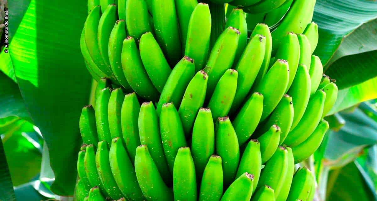 Benefícios dos aminoácidos no manejo das bananas