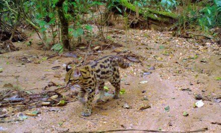 Arauco retoma trabalho de pesquisa em biodiversidade em áreas de conservação ambiental