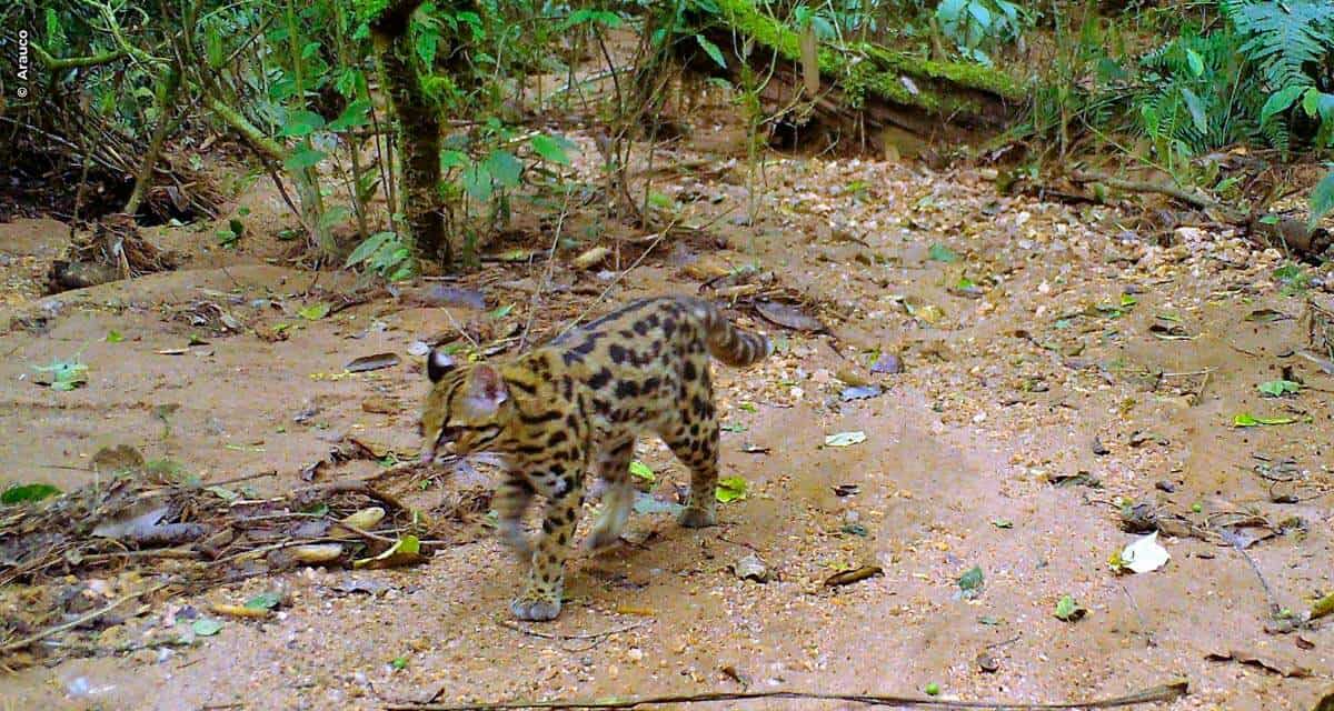 Arauco retoma trabalho de pesquisa em biodiversidade em áreas de conservação ambiental