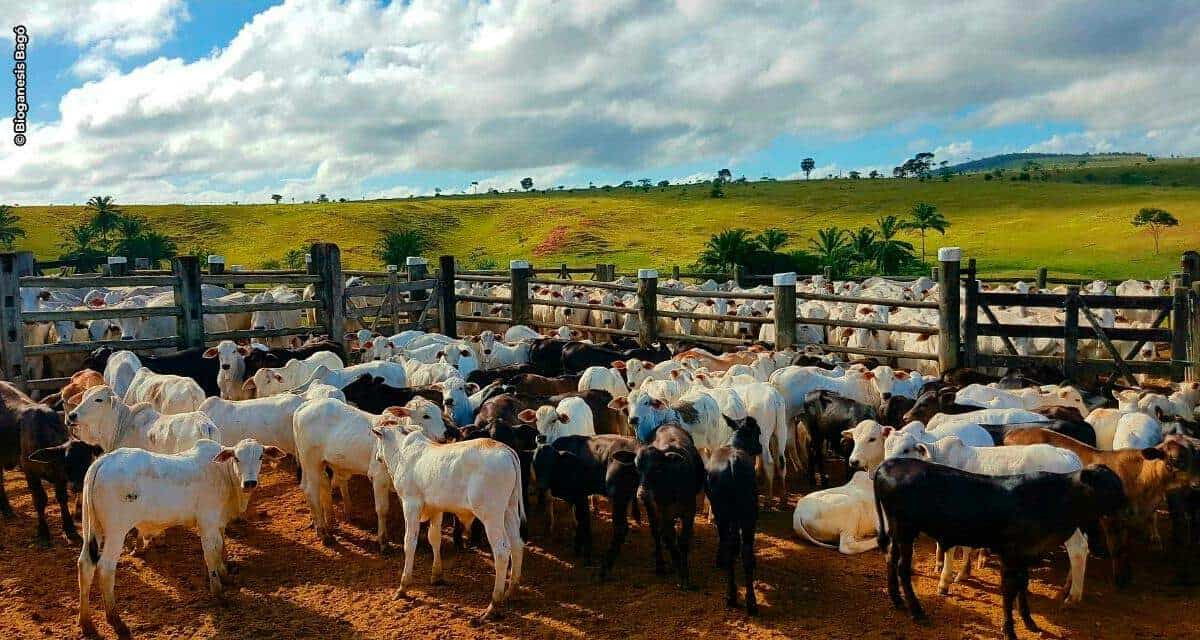 Definir planos e métodos de prevenção da diarreia neonatal são fundamentais para o sucesso da estação de nascimento