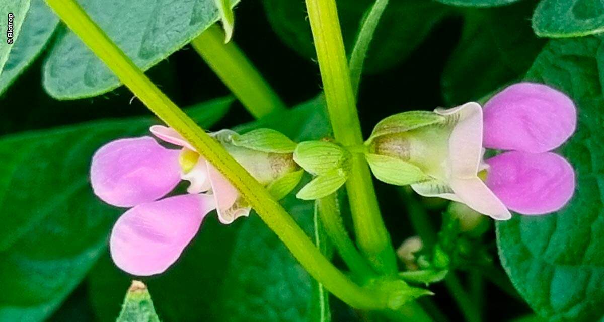 Manejo com biológicos pode promover incremento de até 7 sacas de feijão por hectare