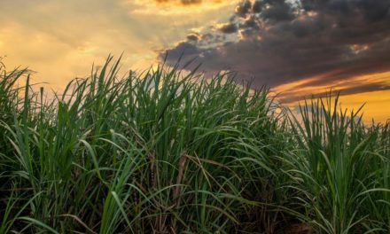 Aumento da eficiência produtiva de cana-de-açúcar pode ser obtido com fertilizante especial