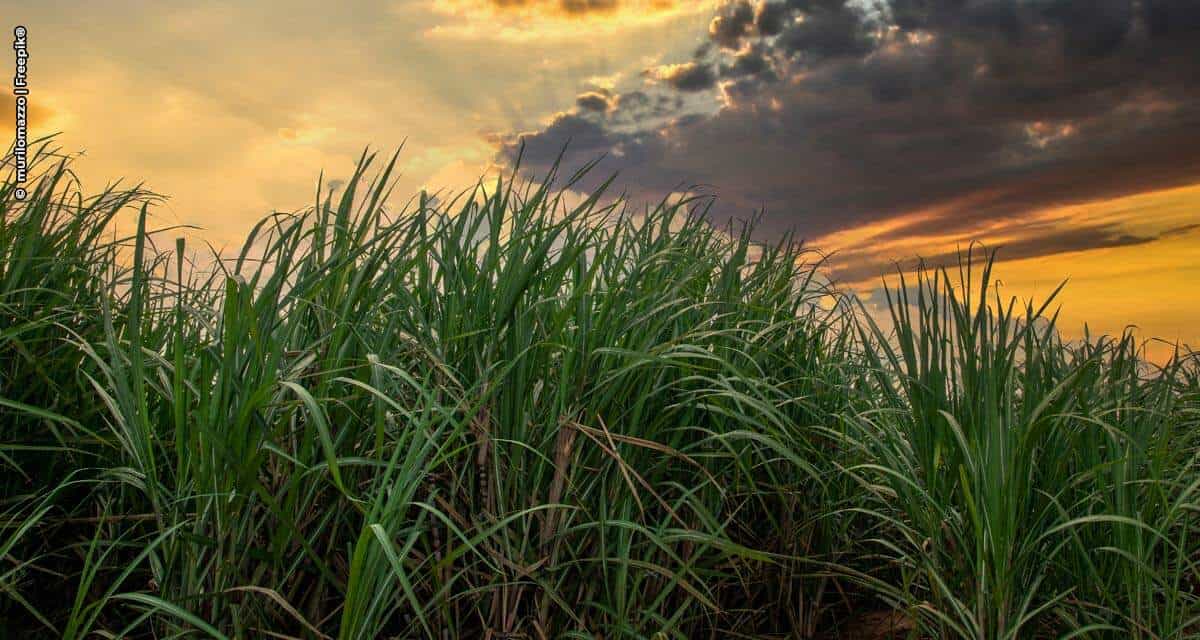 Aumento da eficiência produtiva de cana-de-açúcar pode ser obtido com fertilizante especial