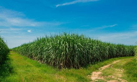 Bayer reforça a importância do manejo de plantas daninhas na cultura da cana