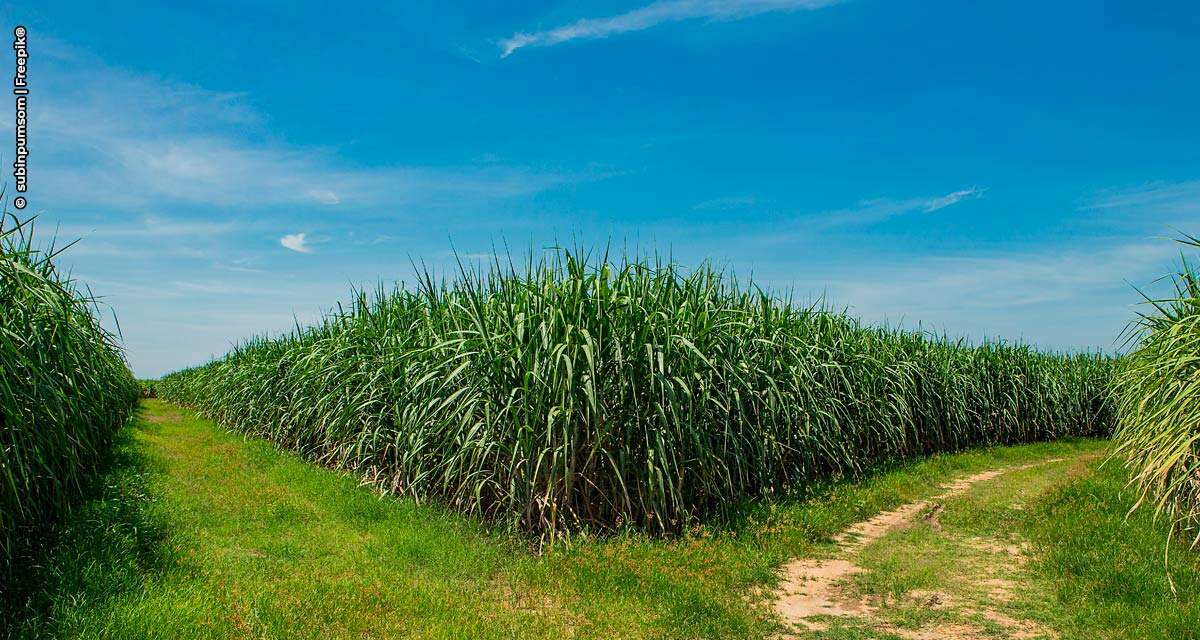 Bayer reforça a importância do manejo de plantas daninhas na cultura da cana